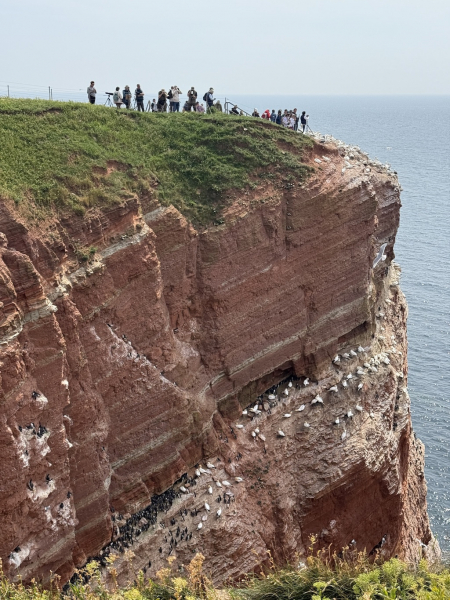 Naturschutzgebiet Lummenfelsen der Insel Helgoland
