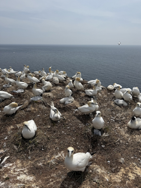 Naturschutzgebiet Lummenfelsen der Insel Helgoland
