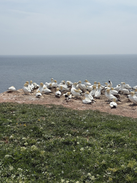 Naturschutzgebiet Lummenfelsen der Insel Helgoland