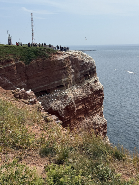 Naturschutzgebiet Lummenfelsen der Insel Helgoland