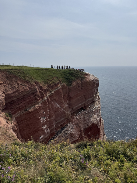 Naturschutzgebiet Lummenfelsen der Insel Helgoland