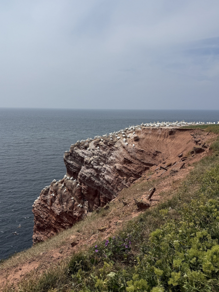 Naturschutzgebiet Lummenfelsen der Insel Helgoland